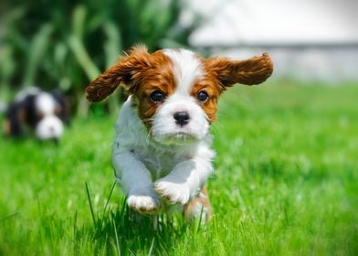 Cavalier puppy