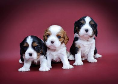  Cavalier puppies