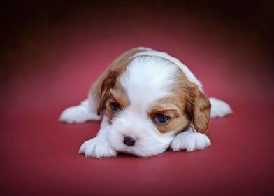 Cavalier puppy