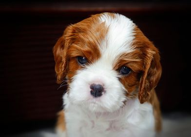 Cavalier puppy