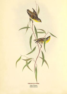 Allied Pardalote