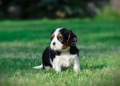 Cavalier puppy