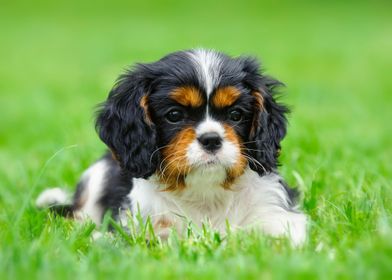 Cavalier puppy