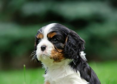 Cavalier puppy