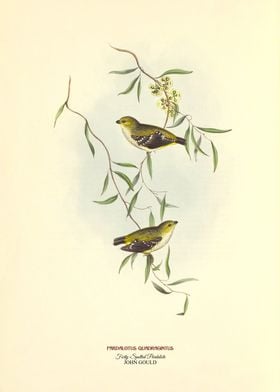 Forty Spotted Pardalote