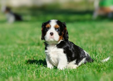  Cavalier puppy