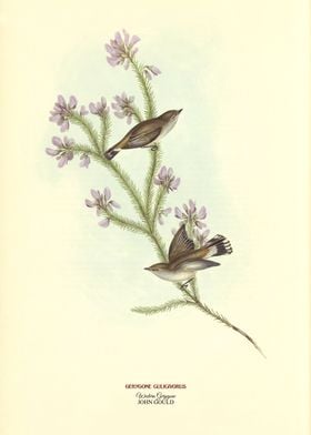 Western Gerygone