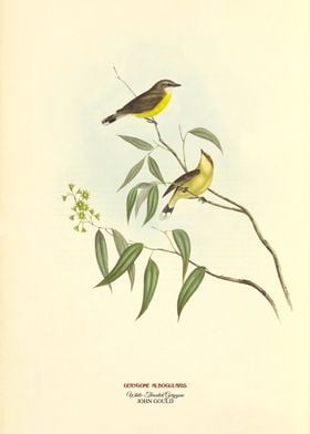 White Throated Gerygone