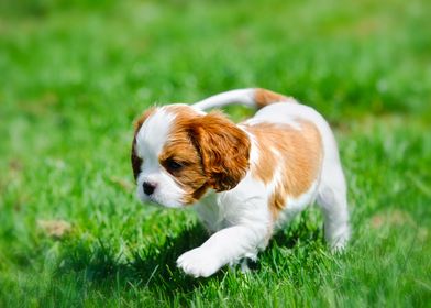 Cavalier puppy