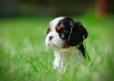 Cavalier puppy