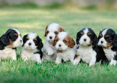 Cavalier  puppies