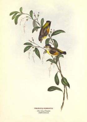 Red Lored Pardalote