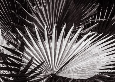 abstract foliage