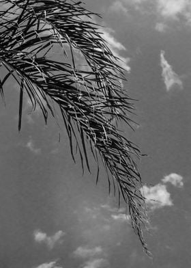 palm leaf and clouds