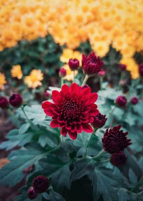 red chrysanthemums