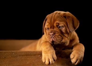 Bull Mastiff Puppy