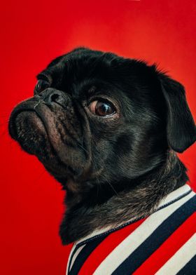 Black Pug on Red