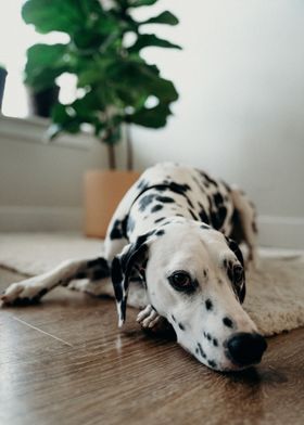 Dalmatian a spotty friend