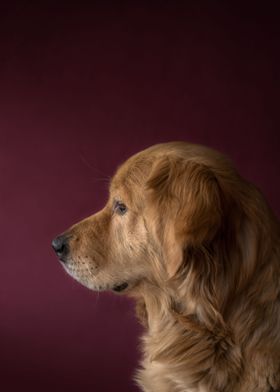 Retriever Portait