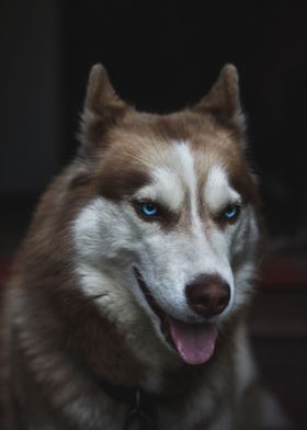 Blue Eyed Husky