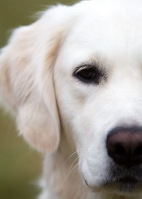 Labrador Puppy