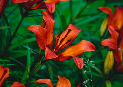 Lily flower photography