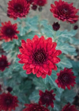 crimson chrysanths flowers