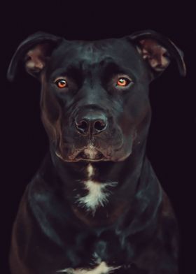 The most beautiful dog 2