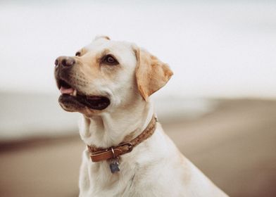 Labrador Paying Attention