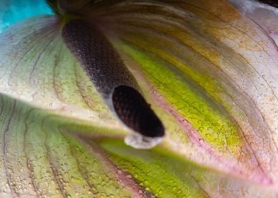 Anthurium in ice 2