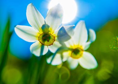 Daffodils and the sun