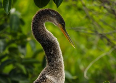 Anhinga