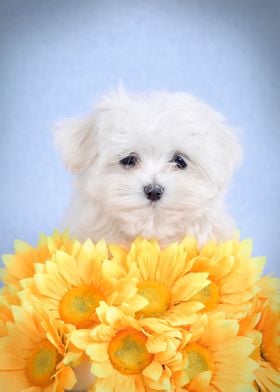 Maltese  puppy