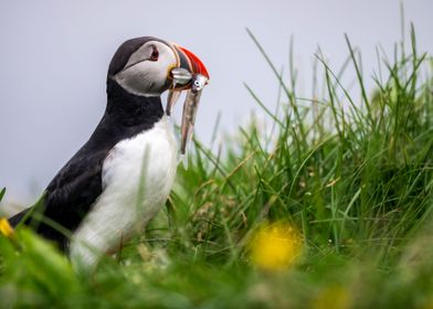 Hungry Puffin