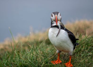 Hungry Puffin