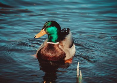 A duck swimming in a lake 