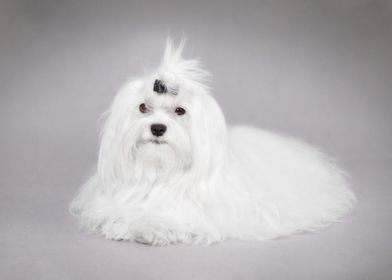 Maltese dog