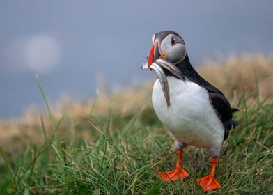 Hungry Puffin