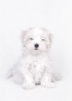 Maltese dog puppy