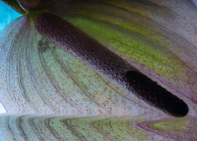 Anthurium in ice 4