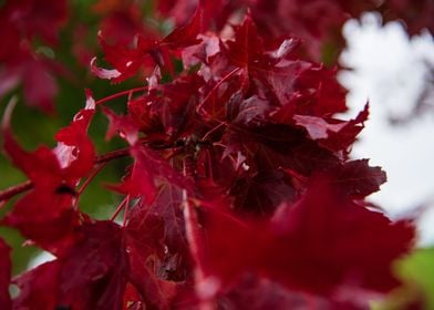 Red leaves