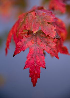 Red Maple leaf