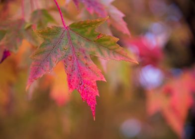 Maple leaf fall colour