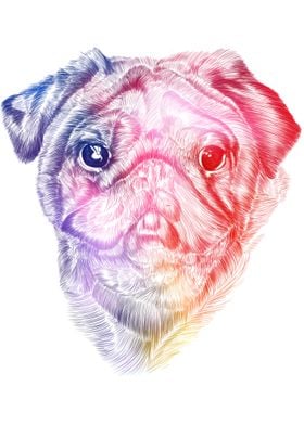 Pug Dog Pet