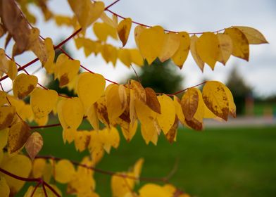 Yellow leaves