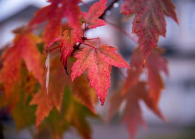 Red Maple Leaves