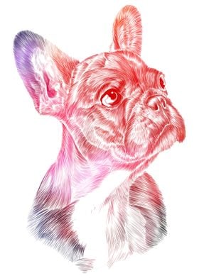 French Bulldog Dog