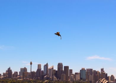 Sydney Skyline Eagle 