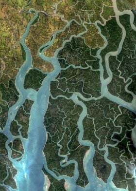 Sundarbans mangroves