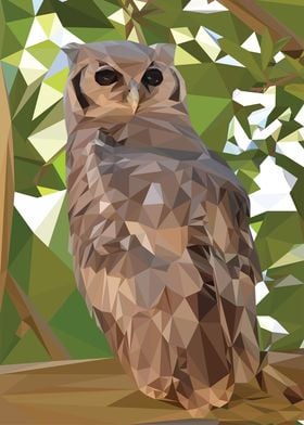 African Owl in a Tree